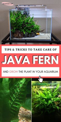 an aquarium with plants in it and the words tips & tricks to take care of