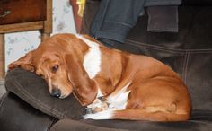 a brown and white dog laying on top of a black chair