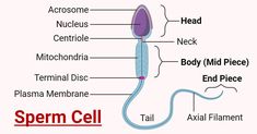 the structure of an animal cell labeled in red and black text on a white background