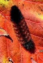 a caterpillar crawling on the side of a red and yellow leaf in autumn