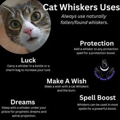 a poster with instructions on how to use cat whiskers for cats and kittens