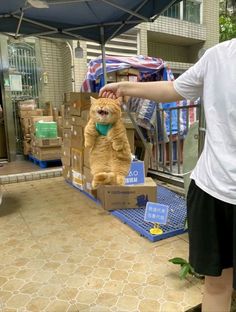 a person is petting an orange cat in a box