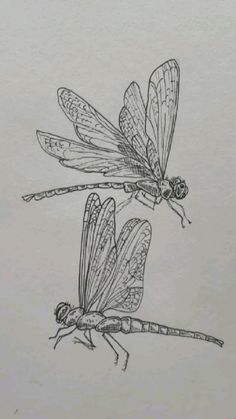 two dragonflies are flying side by side