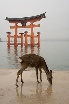 a deer is standing in front of a body of water with an orange structure in the background