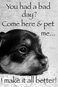 a black and white photo of a dog with the words, you had a bad day come here & pet me i make it all better