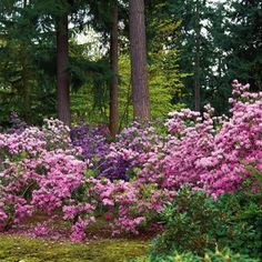 pink and purple flowers blooming in the woods