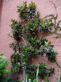 there is a small tree growing on the side of this building in front of a brick wall