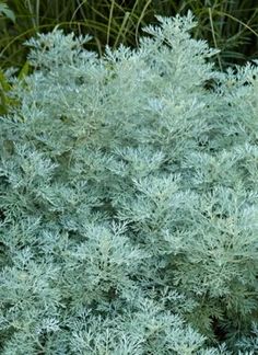 a close up of a plant with green leaves