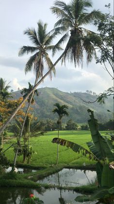 a lush green field surrounded by palm trees