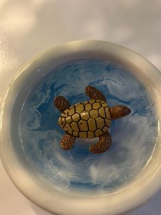 there is a small turtle in the bowl