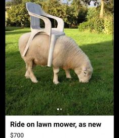 a sheep is eating grass next to a lawn chair that has been placed on top of it