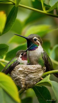 two hummingbirds sitting on top of a nest in a tree