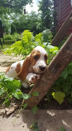 a brown and white dog laying on top of a wooden bench next to green plants