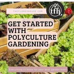 several wooden boxes filled with lettuce and flowers in the garden text reads get started with polyculture gardening everything you need to know