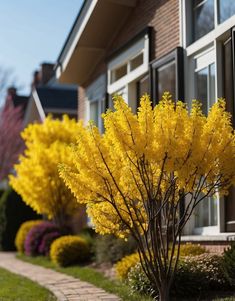 yellow flowers in front of a house on the side of a road with brick walkway