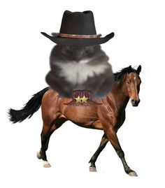 a horse with a cowboy hat on it's back