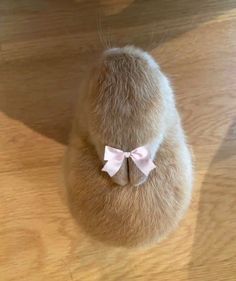 a cat with a pink bow on its back