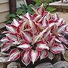 a red and white plant sitting on top of a pile of rocks next to a house