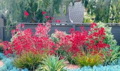 a garden with red flowers and green plants