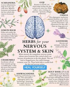 Herbs for Your Nervous System Skin Poster Herbs For Nerves, Herbs For Upper Respiratory Infection, Herbs For Hydration, Herbs For Nervous System, Herbalism For Beginners Natural Remedies, Herbs For Bv, Herbs For Detoxing, Herbs For Weight Management, Herbs For Asthma