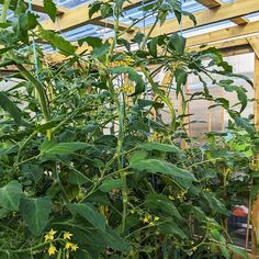 an indoor greenhouse filled with lots of green plants and yellow flowers on the plant stems