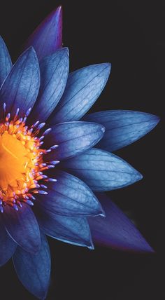 a blue flower with yellow center and purple petals