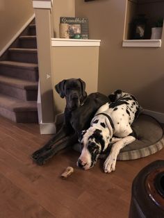 two black and white dogs laying on the floor next to each other in front of stairs