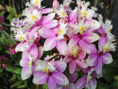 pink and white flowers are blooming in the garden