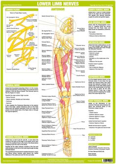 Human Body Nervous System, Human Anatomy Chart, Anatomy Posters, Nervous System Anatomy, Femoral Nerve, Nerve Anatomy, Nervus Vagus, Anatomy Chart, Human Nervous System