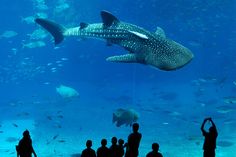 several people are looking at a whale in an aquarium with many fish swimming around it