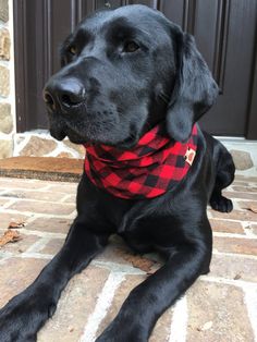 a black dog with a red and black plaid bandana laying on the ground next to a door