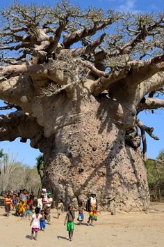 people are walking around in front of a large baobe tree with many leaves on it