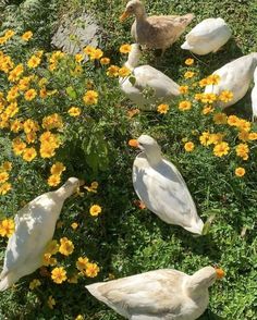 several white ducks and yellow flowers in the grass