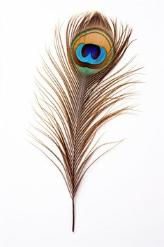 a peacock feather on a white background