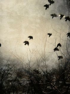 a flock of birds flying through a cloudy sky above some bare trees in the foreground