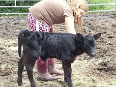 a woman in pink boots is petting a black baby calf on the farm floor