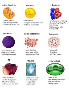 an image of different types of food and their names in spanish, with the caption below