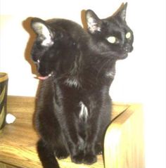 a black cat sitting on top of a wooden shelf