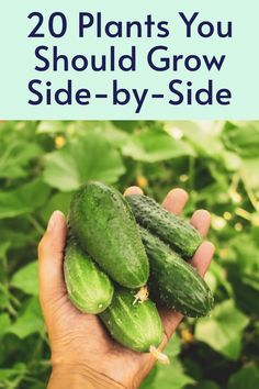 someone holding cucumbers in their hand with the text, 20 plants you should grow side by side