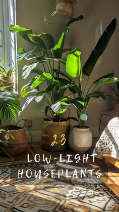 some plants that are sitting on a table in front of a window with the words low light houseplants