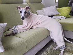 a white dog wearing a pink dress sitting on a green couch in front of pillows