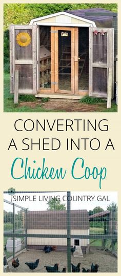 chicken coop with chickens in it and text overlay reading, converting a shed into a chicken coop simple living country gal