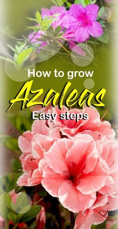 flowers with the words how to grow azaleas easy steps