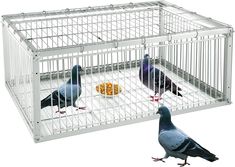 two pigeons eating food out of a birdcage with another pigeon in the background