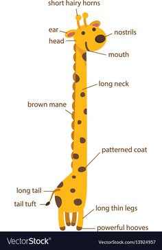 the parts of a giraffe labeled in english and german words on a white background