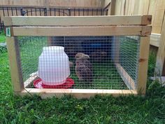 a caged in bird feeder with two birds inside and one on the other side