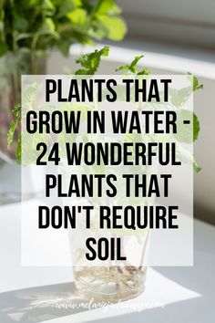 plants that grow in water - 24 wonderful plants that don't require soil