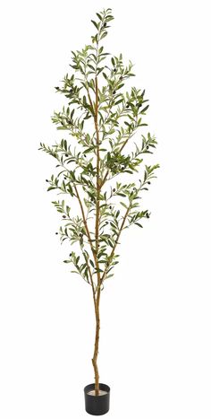 an olive tree in a pot on a white background