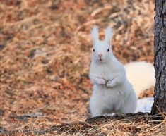 a white squirrel standing next to a tree in the woods with its front paws on it's chest