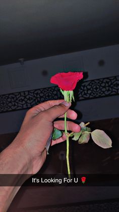 a person holding a red rose in their hand